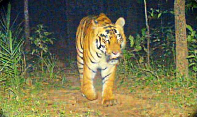 tiger in udanti abhyaran gariyaband