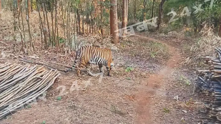 खैरागढ़ मलैदा के जंगल में बाघ की दस्तक, ग्रामीणों को किया अलर्टखैरागढ़ के इस जंगल में बाघ की दस्तक.. वन विभाग ने किया ग्रामीणों को अलर्टTiger enters this forest of Khairagarh... Forest department alerts villagers