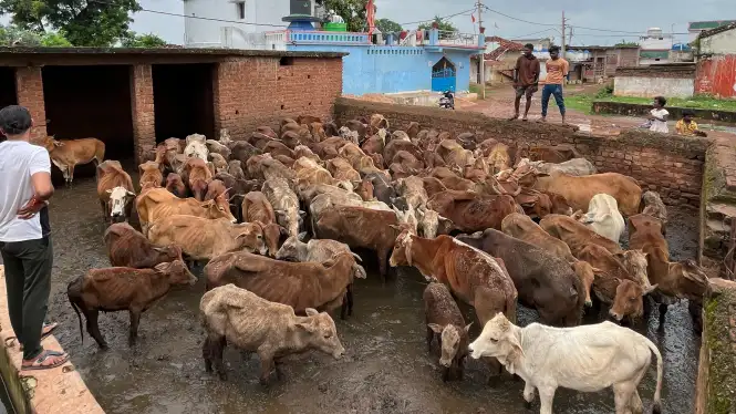 उदयपुर कांजी हाउस की बदहाली, जिम्मेदारों की लापरवाही से तीन गायों की मौत, ग्रामीणों में नाराज़गी