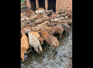 उदयपुर कांजी हाउस की बदहाली, जिम्मेदारों की लापरवाही से तीन गायों की मौत, ग्रामीणों में नाराज़गी