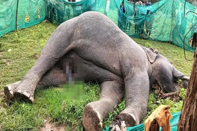 हाथी की करेंट से मौत पर बड़ी कार्यवाही : दो आरोपी गिरफ्तार, बिजली विभाग की लापरवाही भी उजागर