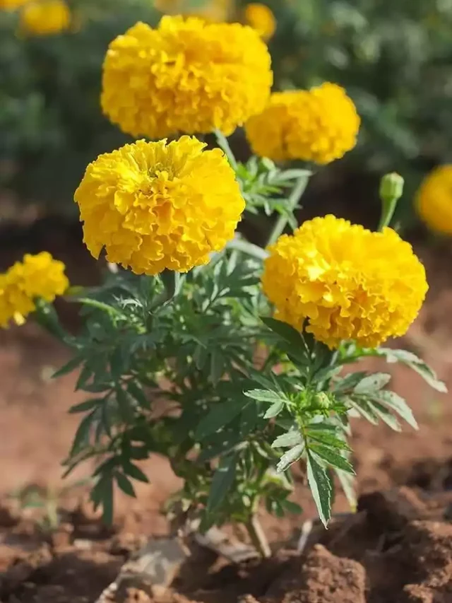 सितंबर में लगाएं गेंदा और पाएं ढेरों फूल, फूलों की बहार के लिए आसान टिप्स