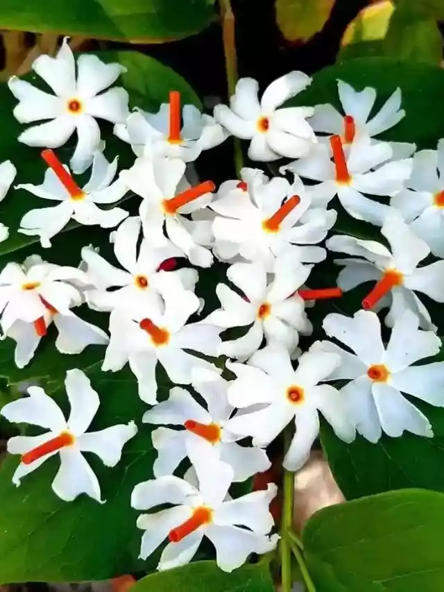 पारिजात (हरसिंगार) फूल के बारे में जानते है ये महत्वपूर्ण बातें..