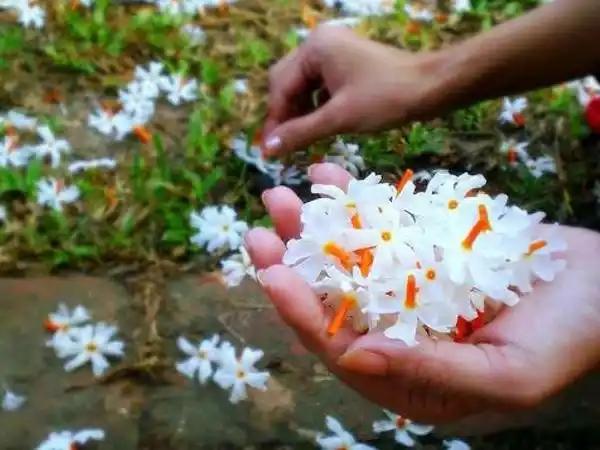 पारिजात फूल (हरसिंगार) के बारे में 10 महत्वपूर्ण बातें/टिप्स इस प्रकार हैं: