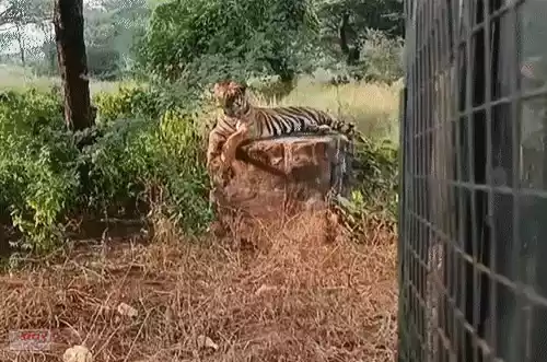 16 पर्यटकों से भरा कैंटर कीचड़ में फंसा और सामने खड़ा था बाघ..30 मिनट अटकी रही पर्यटकों की जान A canter carrying 16 tourists was stuck in the mud, with a tiger standing in front of it. The tourists' lives were in danger for 30 minutes.