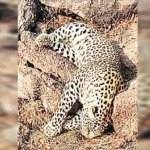 चंदिया पहाड़ी में मृत मिला तेंदुआ, सूचना मिलते ही पहुंचा वन विभाग का अमला Leopard found dead in Chandia hill, forest department staff reached on receiving information