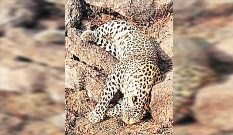 चंदिया पहाड़ी में मृत मिला तेंदुआ, सूचना मिलते ही पहुंचा वन विभाग का अमला Leopard found dead in Chandia hill, forest department staff reached on receiving information