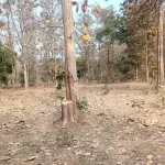 जंगल में सागौन पेड़ो की अवैध कटाई, वन विभाग की मौन सहमति, कार्यवाही शून्य