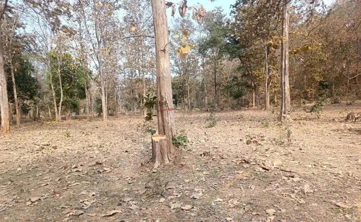 जंगल में सागौन पेड़ो की अवैध कटाई, वन विभाग की मौन सहमति, कार्यवाही शून्य