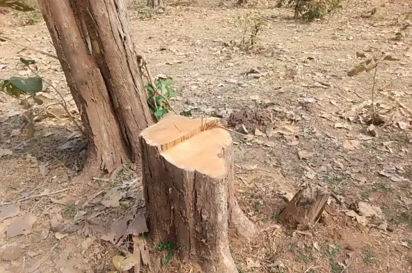 जंगल में सागौन पेड़ो की अवैध कटाई, वन विभाग की मौन सहमति, कार्यवाही शून्य