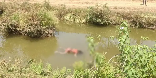 नदी में तैरता मिला चार दिनों से लापता बुजुर्ग महिला का शव