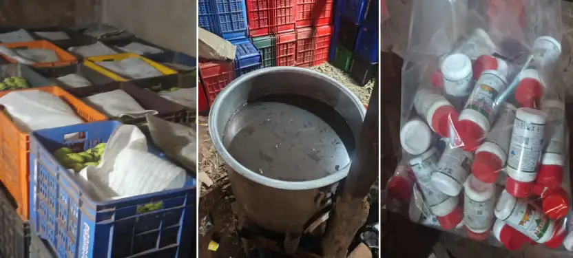 Food Safety विभाग का एक्शन: सड़े-गले फल नष्ट, केमिकल से पके 60 कैरेट केले जब्त, जूस सेंटर भी बंद