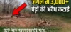जंगल में 3 हजार से ज्यादा पेड़ों की अवैध कटाई, दोषियों पर कार्रवाई की मांग
