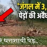 जंगल में 3 हजार से ज्यादा पेड़ों की अवैध कटाई, दोषियों पर कार्रवाई की मांग Over 3,000 Trees Illegally Felled in Forest; Demand for Action Against Culprits