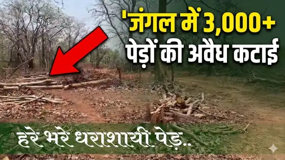 जंगल में 3 हजार से ज्यादा पेड़ों की अवैध कटाई, दोषियों पर कार्रवाई की मांग Over 3,000 Trees Illegally Felled in Forest; Demand for Action Against Culprits