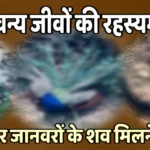 Mysterious deaths in the forest: Discovery of dead bodies of birds and animals creates panic जंगल में रहस्यमयी मौतें: पक्षियों और जानवरों के शव मिलने से हड़कंप