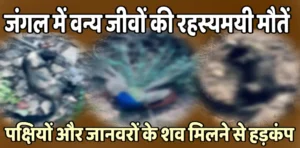Mysterious deaths in the forest: Discovery of dead bodies of birds and animals creates panic जंगल में रहस्यमयी मौतें: पक्षियों और जानवरों के शव मिलने से हड़कंप