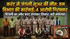 करंट से जंगली सूअर की मौत: वन विभाग की कार्रवाई, 4 आरोपी गिरफ्तार 