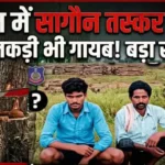 वनांचल में सागौन तस्करों की सक्रियता, जब्त लकड़ी भी गायब होने की चर्चा, Teak smugglers are active in the forest area, and there is talk of the seized wood going missing.