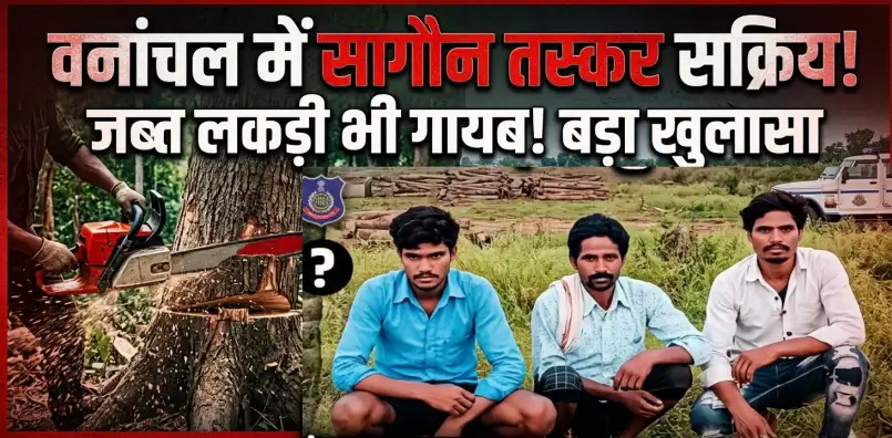 वनांचल में सागौन तस्करों की सक्रियता, जब्त लकड़ी भी गायब होने की चर्चा, Teak smugglers are active in the forest area, and there is talk of the seized wood going missing.