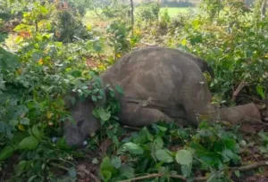 फसल बचाने खेत में बिछाया करंट,चपेट में आया हाथी शावक की मौत !