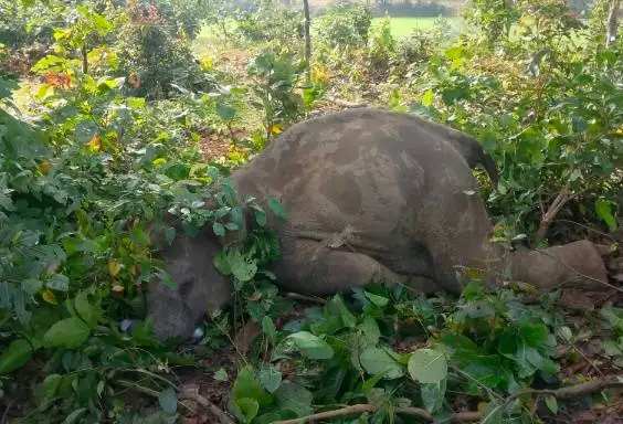 फसल बचाने खेत में बिछाया करंट,चपेट में आया हाथी शावक की मौत !